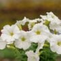 Petunia – Ray White – 4.5″ Pot